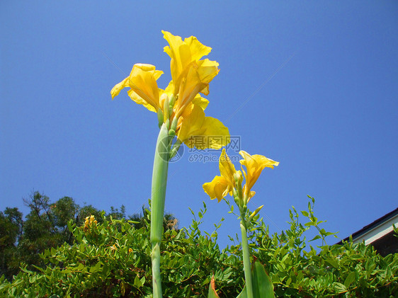 Canna 莉莉花橙子百合背景阳光照射阳光晴天花园黄色美人季节图片