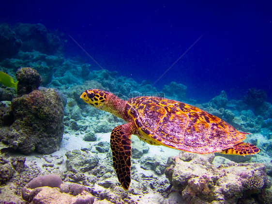 乌龟像飞翔一样游泳旅行气候海洋爬虫阳光荒野蓝色潜水热带濒危图片