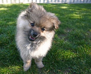可爱可爱的波美拉尼亚狗狗图片