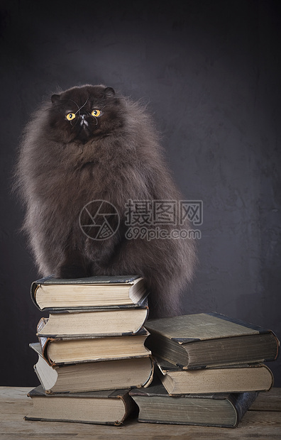 长头发的百西猫 在书堆顶端图片