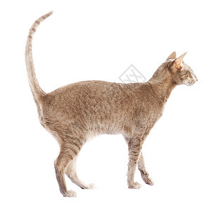 短毛猫动物尾巴哺乳动物生物小猫工作室猫科动物头发宠物眼睛图片