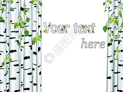 桦木树干框架图片