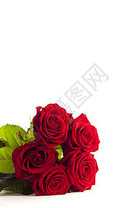 五个孤立的红玫瑰图片