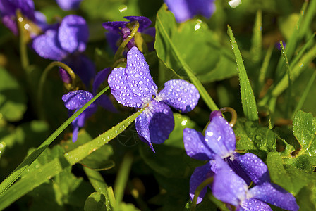 维奥拉香味 春花花园蓝色紫色环境香气中提琴植物农村芳香植物群图片
