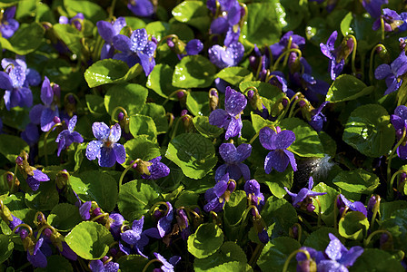 维奥拉香味 春花蔷薇雌蕊宏观植物蓝色栽培中提琴花园紫色生长图片