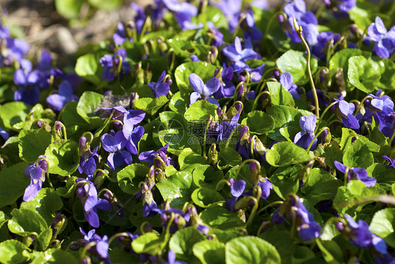 维奥拉香味 春花香气花瓣中提琴蓝色环境花园花期栽培农村气味图片