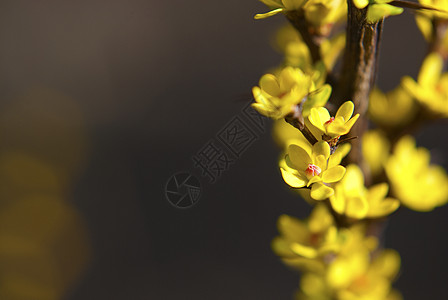 伯贝里斯弗鲁库罗萨 布什黄色观赏尖刺叶子植物小檗衬套年轻人图片