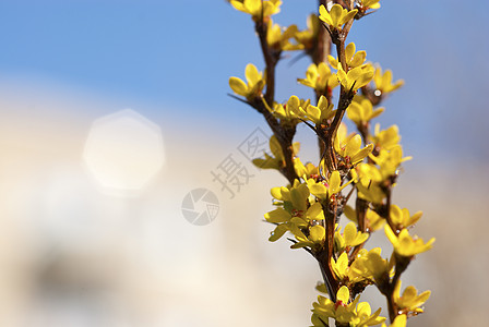 伯贝里斯弗鲁库罗萨 布什黄色衬套观赏小檗叶子年轻人植物尖刺图片
