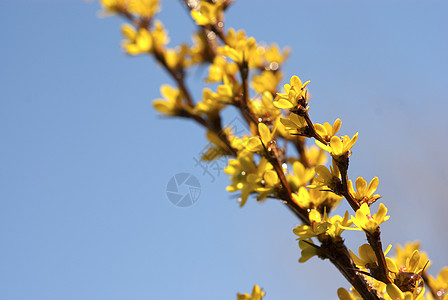 伯贝里斯弗鲁库罗萨 布什小檗衬套黄色尖刺植物轻人叶子观赏图片