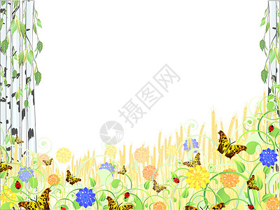 夏季夏天蝴蝶漩涡插图植物植物群叶子生长花瓣粮食收成图片