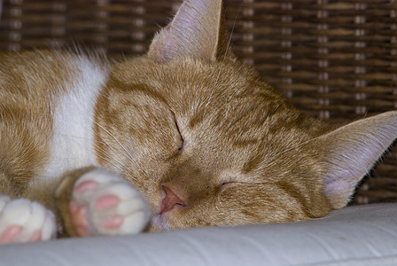 黄色猫眼睛午睡柳条虎斑鼻子橙子篮子小憩耳朵椅子图片