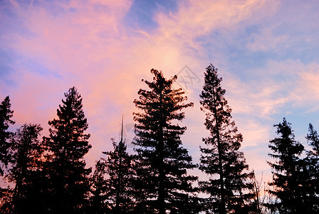 树上阳日落的紫云图片