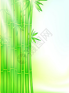 竹林叶子环境墙纸树干竹子丛林热带木头插图射线图片
