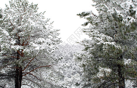 在松树林中下雪 冷冻的时间白色树木灰色寒意天空森林分支机构雾凇天气季节图片