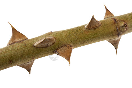 buch twig 刺 - 玫瑰树枝的宏图片