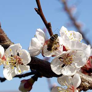 鲜花花蜜公园植被花园植物蜜蜂花香图片