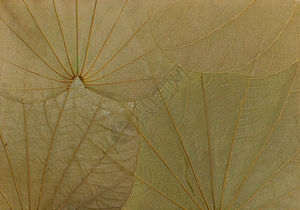 叶片纹理静脉绿色植物群生物学背景图片