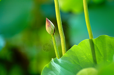 莲花芽叶子树叶异国池塘花瓣花园生物学灌木荷花核桃属图片