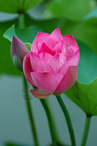 莲花花芽灌木生物学核桃属植物学异国莲花状花园花萼软垫植物图片