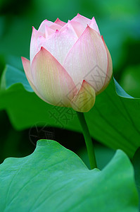 莲花繁荣情调灌木异国软垫莲花状生物学百合核桃属荷花图片