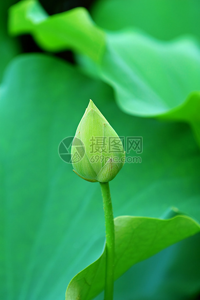 莲花芽百合树叶花园花萼灌木叶子植物情调生物学繁荣图片