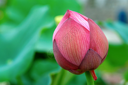 莲花芽花瓣生物学软垫树叶植物风化植物学灌木异国荷花图片