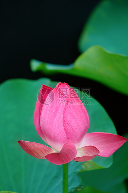 黑色的莲花花朵核桃属风化叶子繁荣花园生物学荷花百合植物学莲花状图片