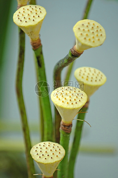 莲莲果植物学灌木荷花植物风化异国莲花状花瓣核桃属百合图片