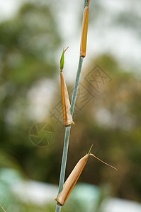 竹叶详情绿色叶子生物学植物植物群植物学森林生长热带白色图片