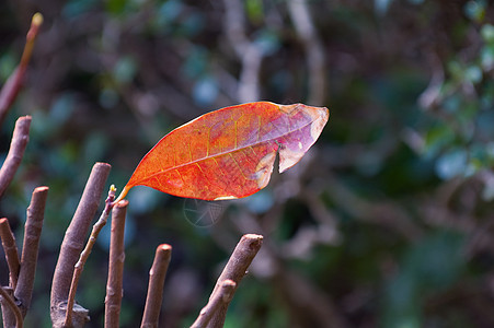 叶叶细节黄色静脉杂草中心叶子季节衰变花园植物群荒野图片