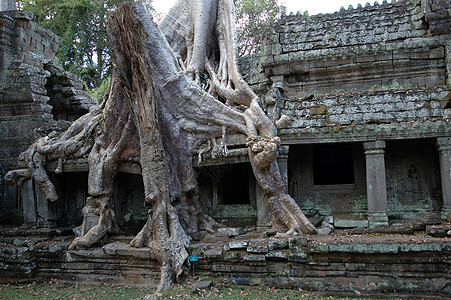 柬埔寨吴哥Angkor Wat种植的树木遗产阳光砂岩衰变建筑学崇拜宗教考古学历史性遗迹图片