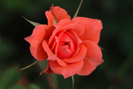 粉红玫瑰树叶叶子花园绿色红色念日粉色花瓣香气铭文图片
