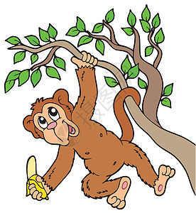 树上带香蕉的猴子图片