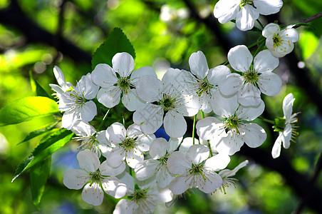 树木树枝 天然本底有樱花生长环境气候植物群花园耀斑生物学园艺阳光冥想图片