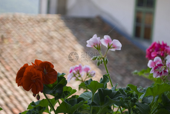 在阳台上的花朵树叶园艺叶子植物群阳光太阳植物晴天花园植物学图片