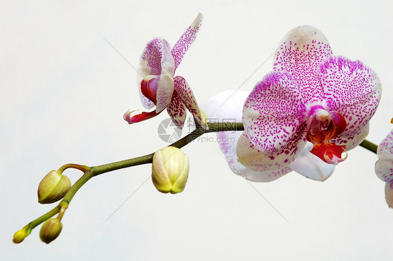 有粉红斑点的白兰花荒野花萼花瓣花园风化雌蕊草本植物繁荣生态温室图片