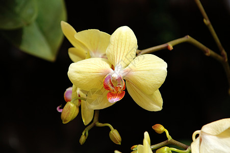 黄兰花花萼植物兰花叶子芦荟生物学杓兰温室风化园艺图片