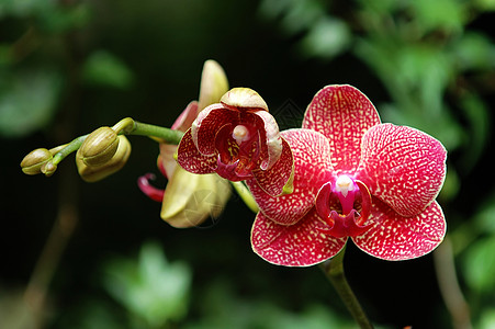 红色兰花荒野芦荟繁荣风化杓兰园艺条纹兜兰生物学花萼图片