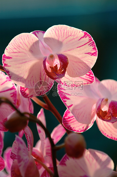 白兰花风化热带雌蕊花萼植物学兜兰兰花繁荣生物学条纹图片