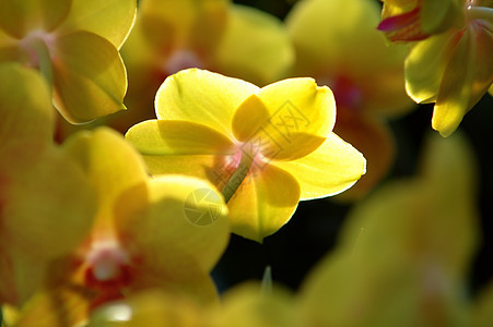 黄兰花叶子栽培芦荟生物学草本植物兜兰杓兰风化荒野温室图片