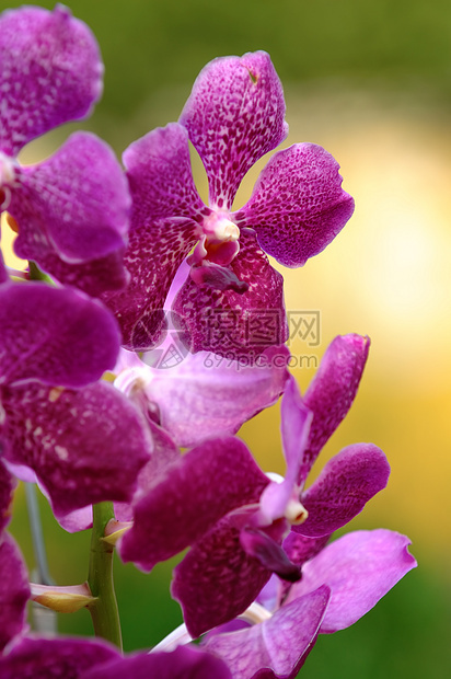 粉红色兰花花瓣芦荟园艺花萼条纹热带风化生物学雌蕊栽培图片