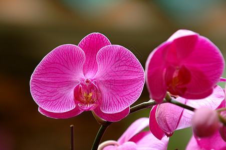 粉红色兰花叶子兜兰花园热带生物学雌蕊风化草本植物植物学芦荟图片