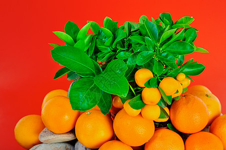 产量d水果橙子植物群绿色红色花园枝条爬坡叶子图片