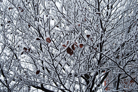 树枝上下雪叶子白色冻结背景图片