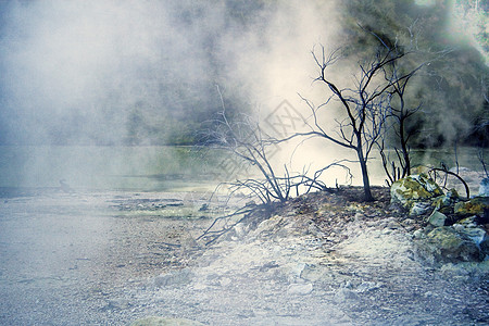 蒸汽中的树木图片