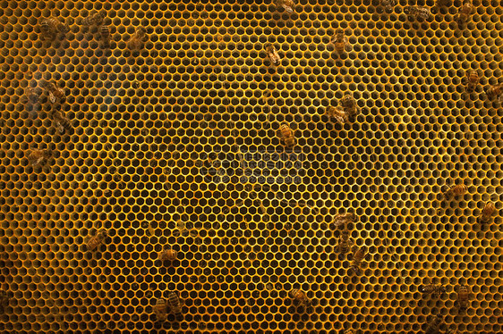 蜂箱与蜜蜂图片
