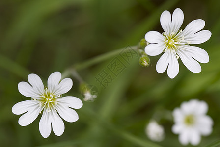 背景性质绿色草地白色植物宏观花瓣图片
