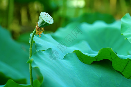 莲莲种子头异国花园软垫百合灌木风化生物学核桃属树叶花萼图片