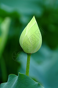 莲花芽树叶繁荣叶子百合植物学荷花风化花瓣生物学花萼图片