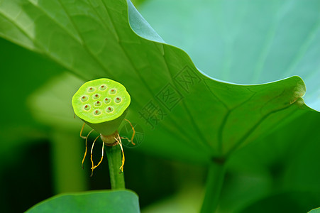 莲花种子头植物学风化百合叶子核桃属花瓣情调生物学植物软垫图片